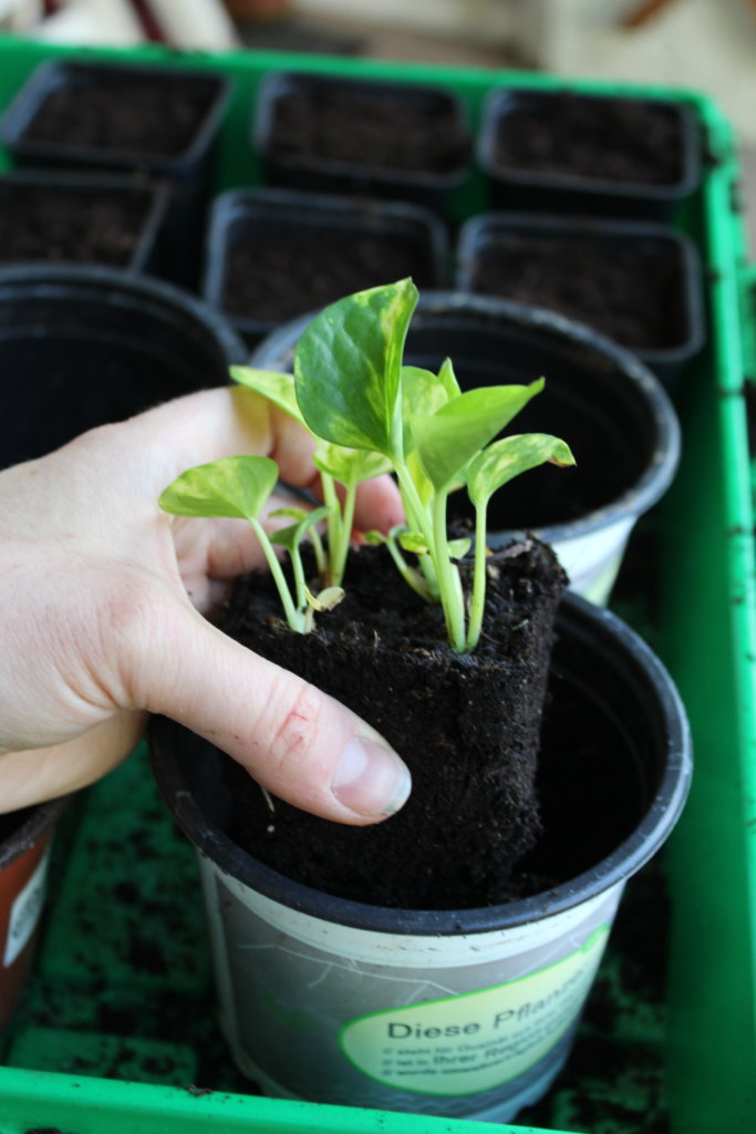Jungpflanzen umtopfen viele kleine dinge