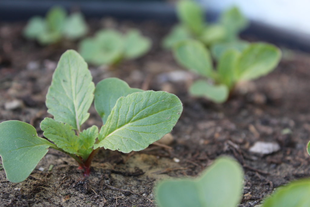 Bokashi vom Biomüüll zur Gartenerde viele kleine dinge