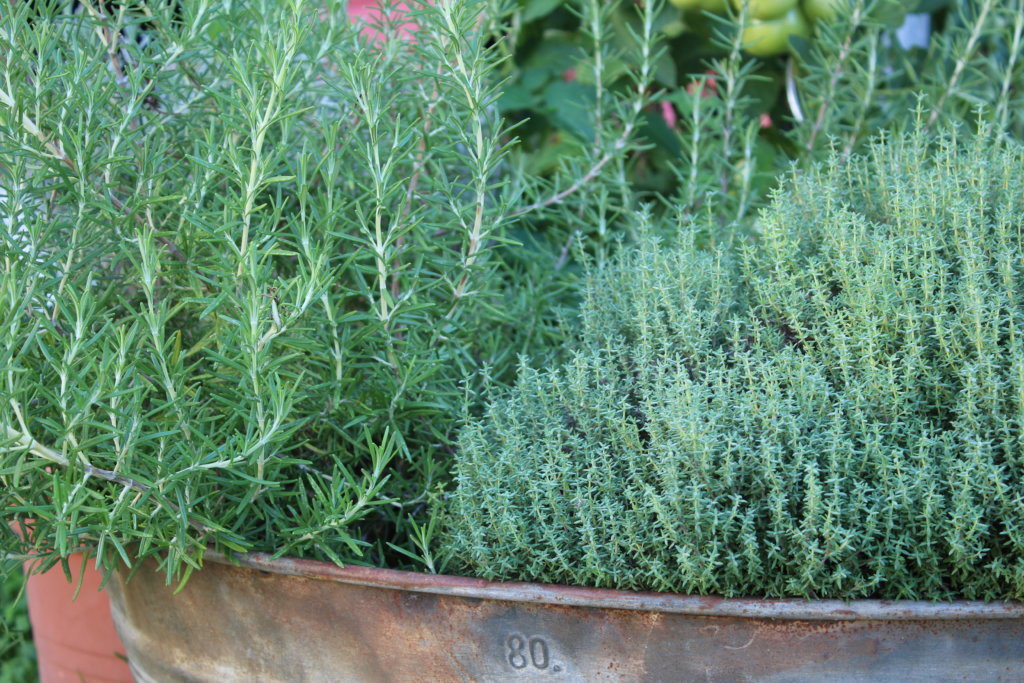 Gartenkräuter ernten und haltbar machen viele kleine dinge