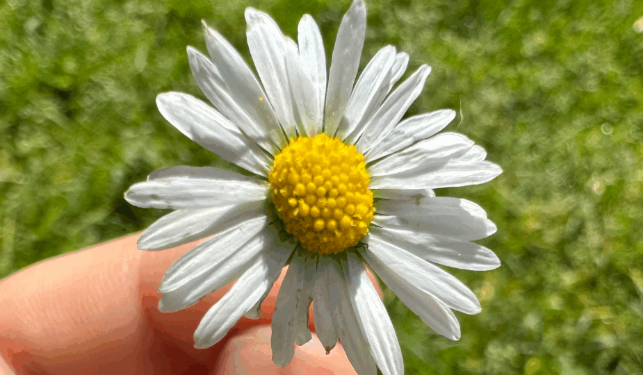 Earth Day 10+ Wege, wie du heute (und jeden Tag) die Welt ein Stück besser machst vonviele kleine dinge